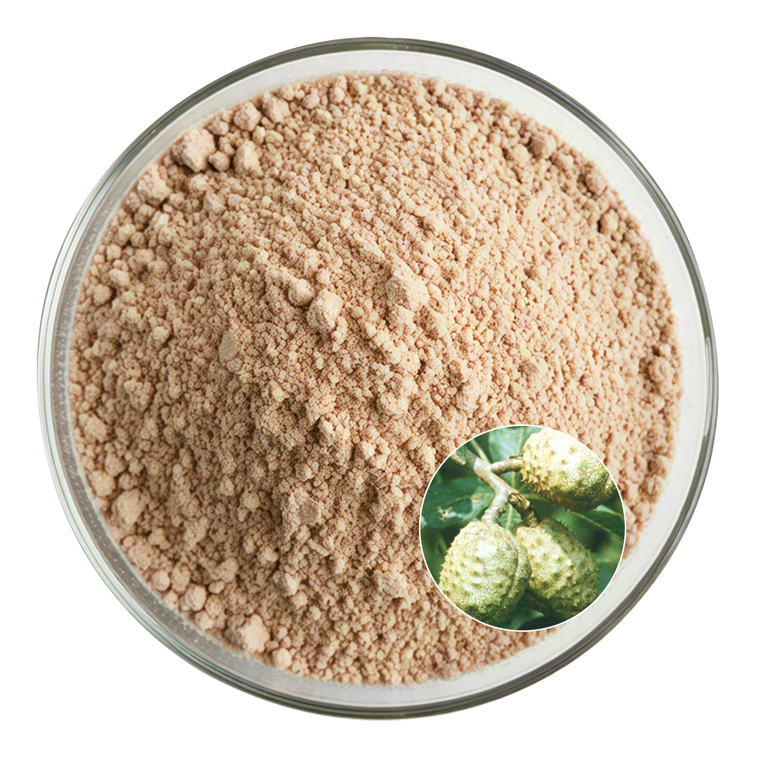 Horse Chestnut Extract