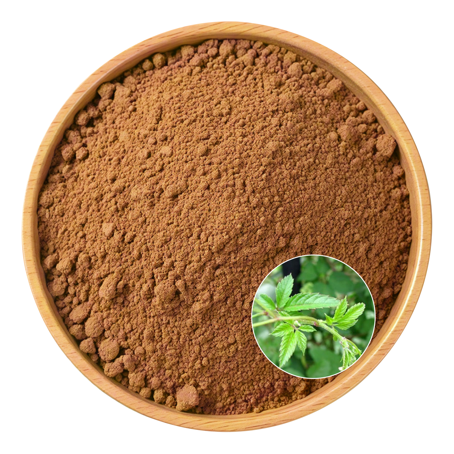 Gynostemma Pentaphyllum Extract