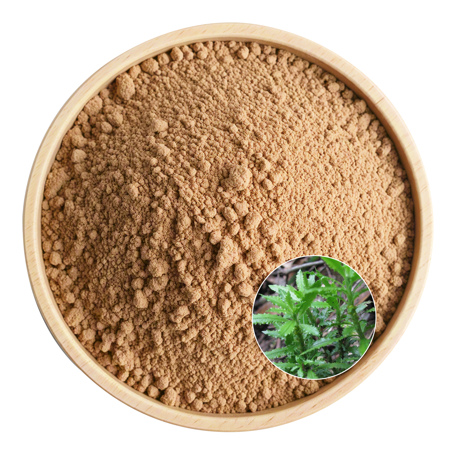 Huperzia Serrate Extract