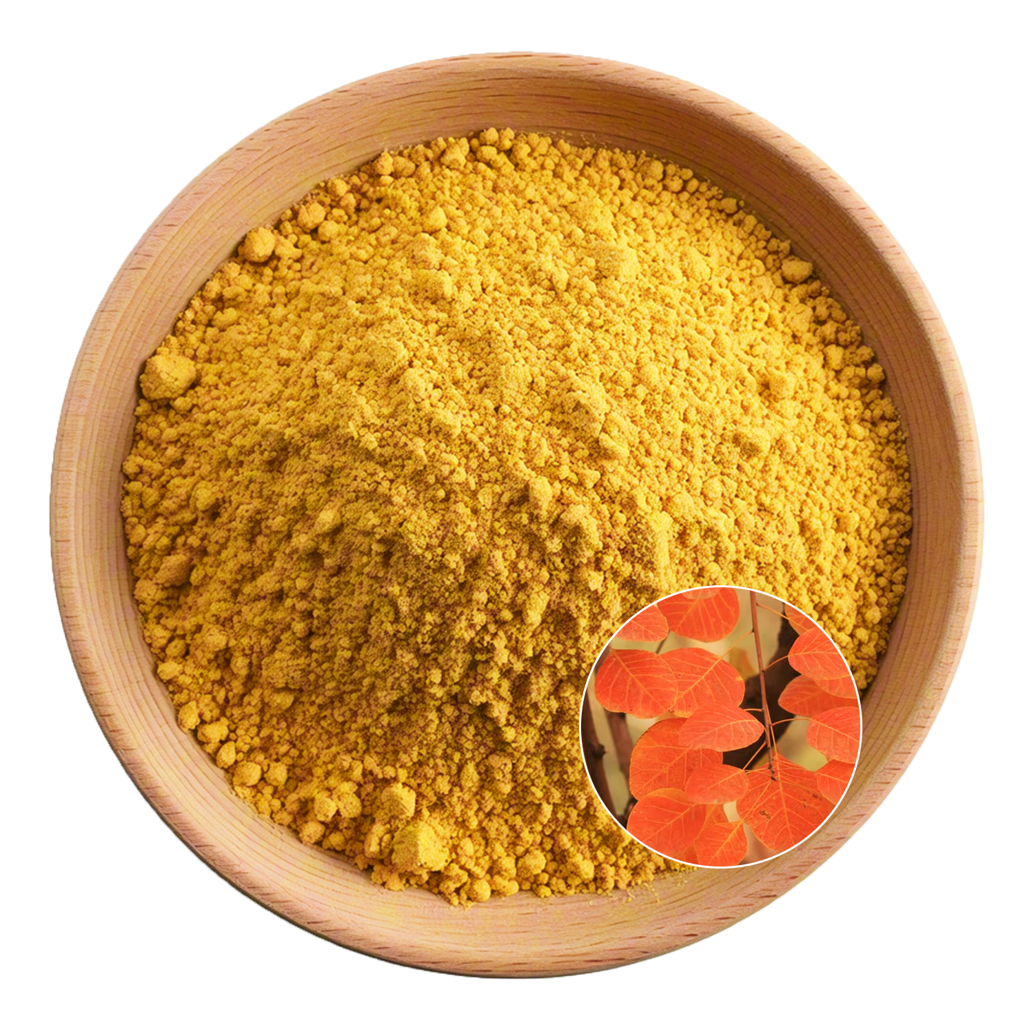Fisetin Plant Extract