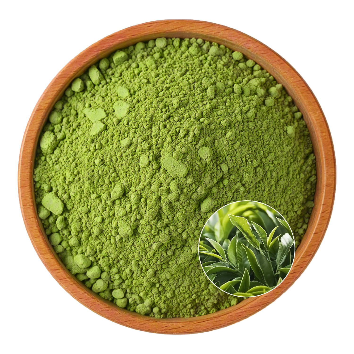 Green Tea Extract
